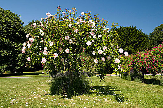 玫瑰,盛开,玫瑰园,多特蒙德,区域,北莱茵威斯特伐利亚,德国,欧洲