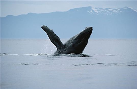 驼背鲸,大翅鲸属,鲸鱼,鲸跃,夏威夷