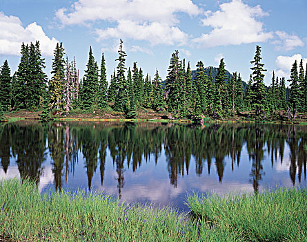温哥华岛,省立公园,树林,反射,山中小湖,大幅,尺寸