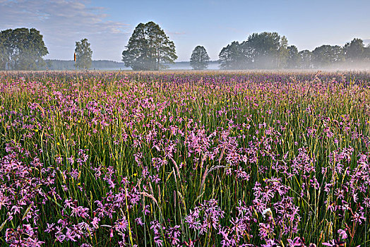草地,剪秋罗,早晨,雾气,生物保护区,靠近,萨克森,德国,欧洲