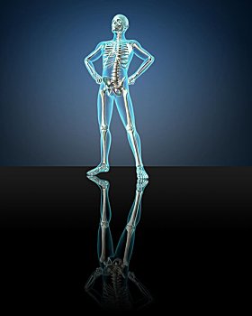 x光,人体骨骼,姿势