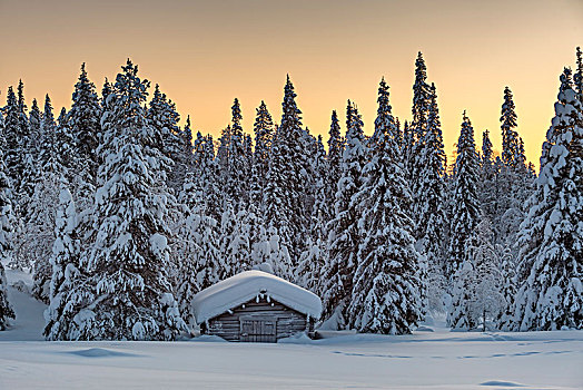 积雪,小屋,冬天,风景,早晨,气氛,国家公园,拉普兰,芬兰,欧洲