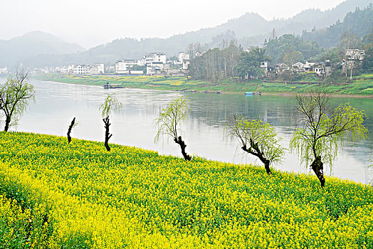 山水画廊,新安江,江河,油菜花