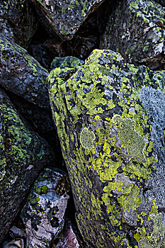 特写镜头的苔藓,覆盖,岩石,沿,湖产品,步道,优鹤国家公园,英属哥伦比亚大学,加拿大