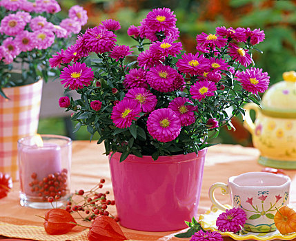 紫苑属,平滑,叶子,粉色,锅