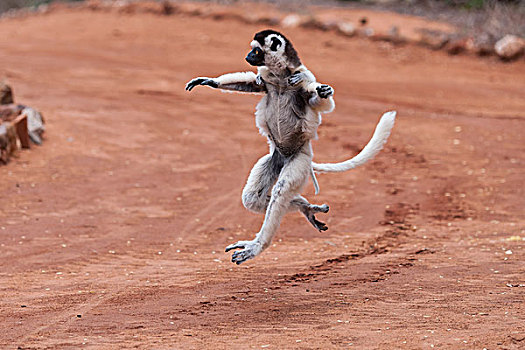 跳舞,维氏冕狐猴,马达加斯加,非洲
