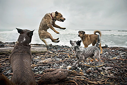 狗,争斗,海滩