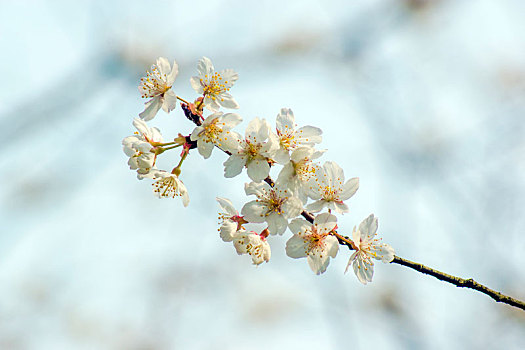 樱桃花