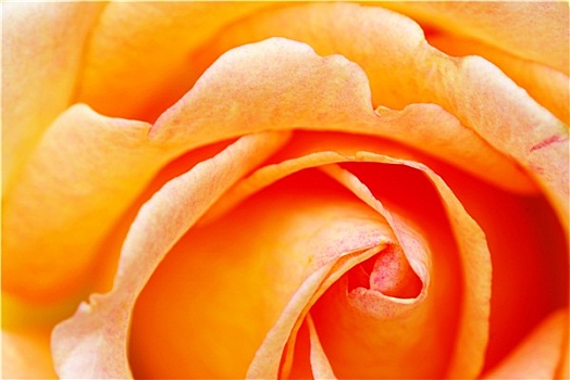 橙色,玫瑰