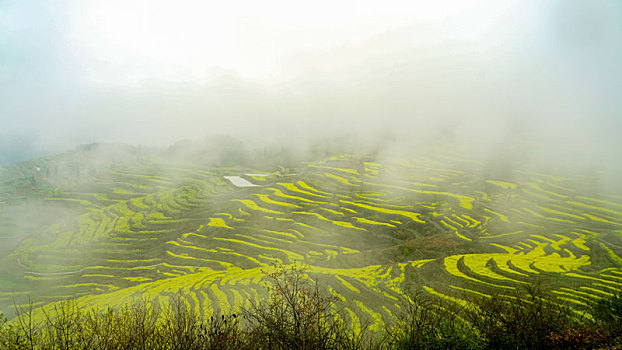 重庆酉阳,小雨晨雾满山涧,金波道道秀梯田