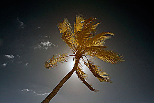 美国,佛罗里达,佛罗里达礁岛群,棕榈树
