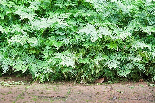 绿色植物,装饰,家,花园