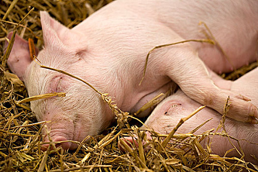 驯服,猪,大,白色,两个,小猪,睡觉,稻草,床上用品,英格兰,英国,欧洲