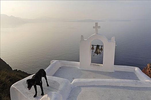 黑色,狗,白色,钟楼,小,小教堂,锡拉岛,希腊
