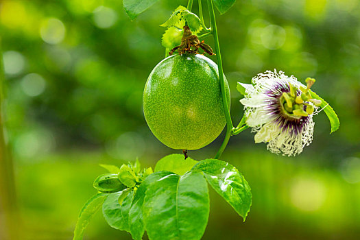 夏天的果园里果实饱满翠绿的百香果与百香果花