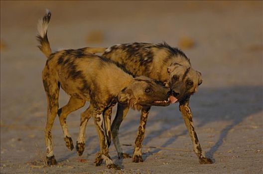 非洲野狗,非洲野犬属,一对,玩,濒危,非洲