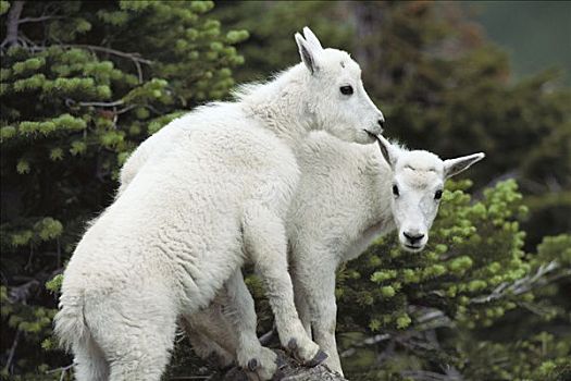 石山羊,雪羊,幼仔,攀登,岩石上,落基山脉,北美