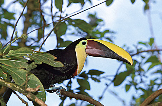 巨嘴鸟,成年,哥斯达黎加