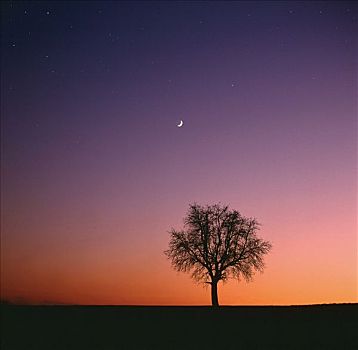 树,正面,夜空,月亮,巴登符腾堡,德国