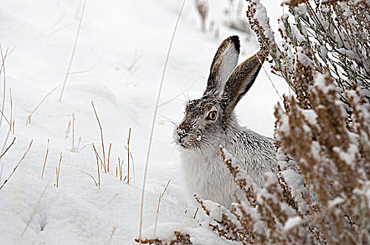 白尾,北美野兔