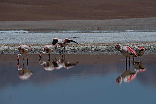 玻利维亚乌尤尼山区红湖火烈鸟