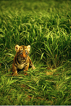 孟加拉虎,幼兽,赞比亚
