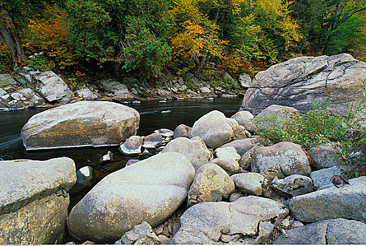 河,急流,树林,奧瑟博河,阿迪朗达克州立公园,纽约,美国