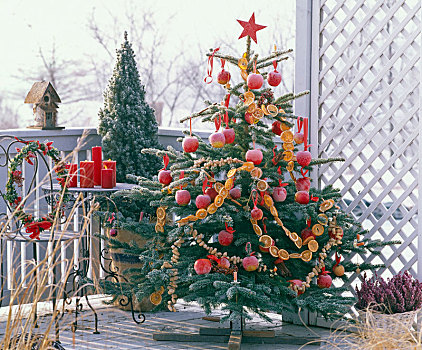 云杉,圣诞树,装饰,苹果树,苹果