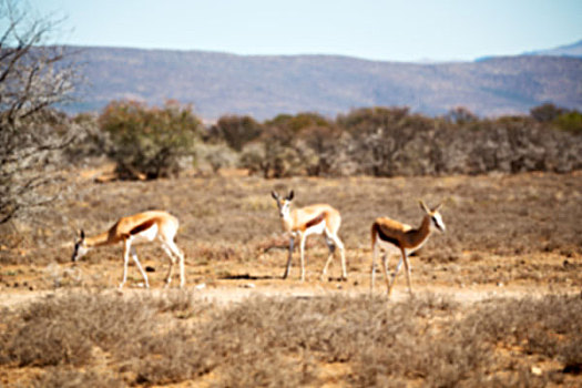 南非,野生,黑斑羚,冬天,灌木
