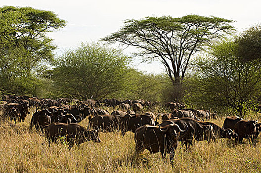 非洲,肯尼亚,南非水牛,草