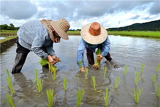 农民,工作,稻米,种植园