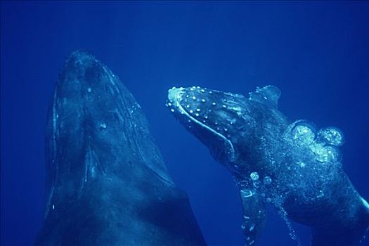 驼背鲸,大翅鲸属,鲸鱼,友好,母牛,幼兽,毛伊岛,夏威夷,提示,照相