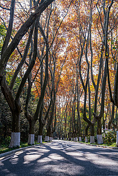 南京中山陵