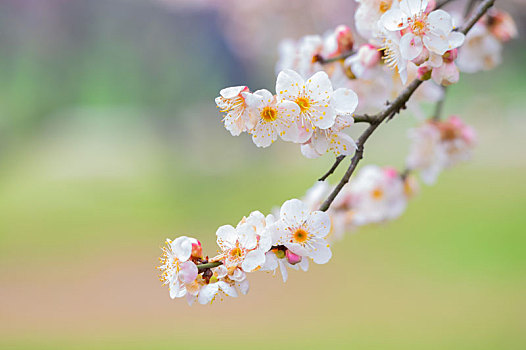 初春梅园梅花绽放