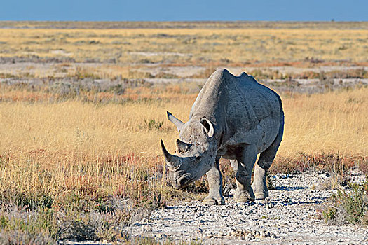 黑犀牛,成年,雄性,走,埃托沙国家公园,纳米比亚,非洲