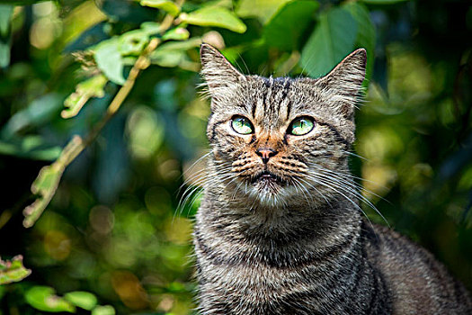 台湾观光景点猴硐猫村,猫村小路上的可爱的猫猫