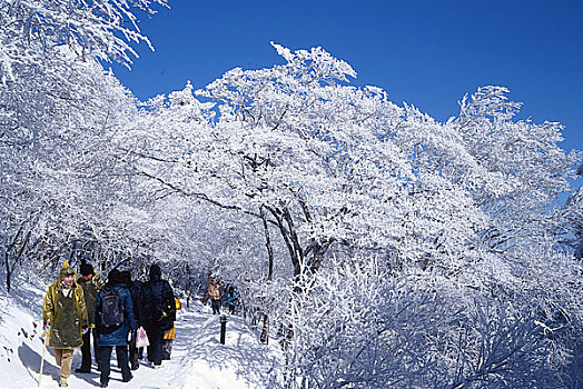 安徽黄山雾淞