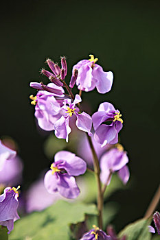 诸葛菜,菜子花