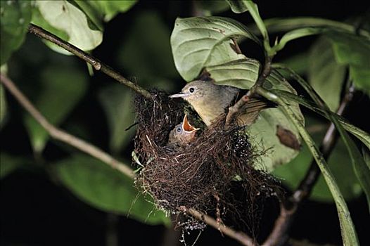 雌性,巢,幼兽,蒙特维多云雾森林自然保护区,哥斯达黎加