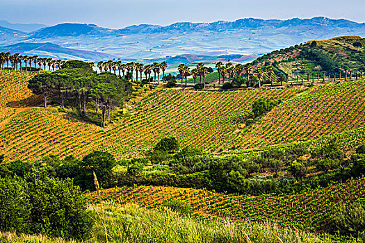 俯视,群山,农田,地点,棕榈树,靠近,省,特拉帕尼,西西里,意大利