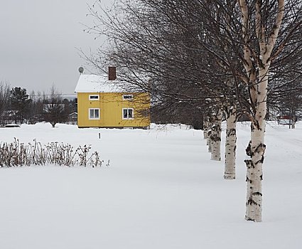 斯堪的纳维亚,瑞典,海里耶达伦,排,树,房子,冬天
