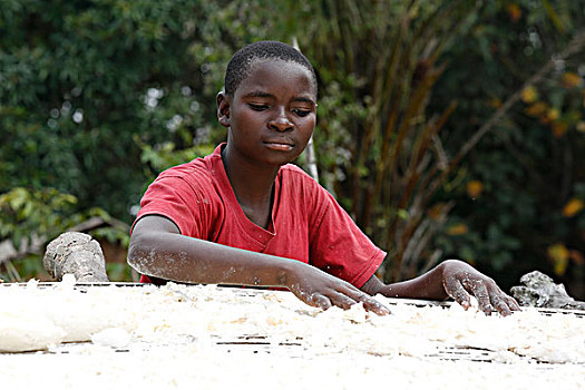 女人,木薯,室外,弄干,省,刚果布拉柴维尔,非洲