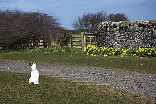 小狗,坐,看,砾石,小路,神圣,岛屿,诺森伯兰郡,英格兰