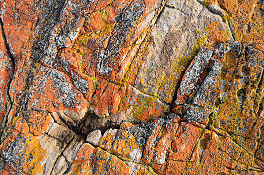 红色,苔藓,岩石上,葡萄酒杯,国家公园,塔斯马尼亚,澳大利亚