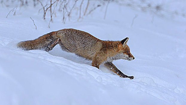 红狐,狐属,猎捕,跑,雪,波希米亚风格,树林,捷克共和国,欧洲