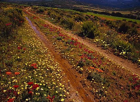 花,乡间小路,纳马夸兰,国家公园,北开普,南非