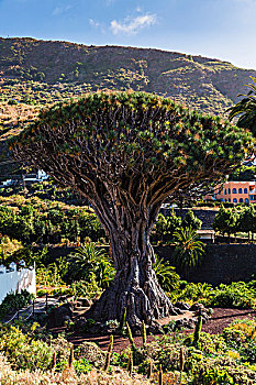 龙,树,特内里费岛,加纳利群岛