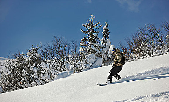 自由式,滑雪板玩家,跳跃,乘,晴朗,冬天,白天,山