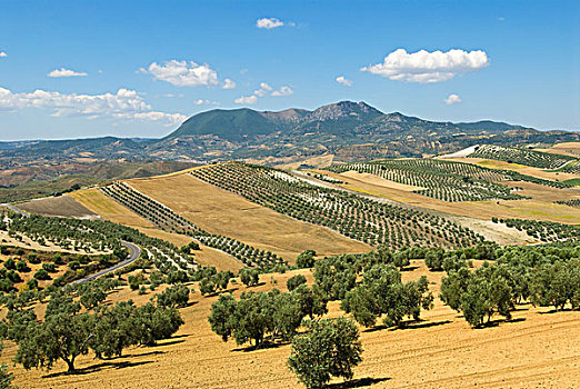 橄榄树,小树林,安达卢西亚,西班牙