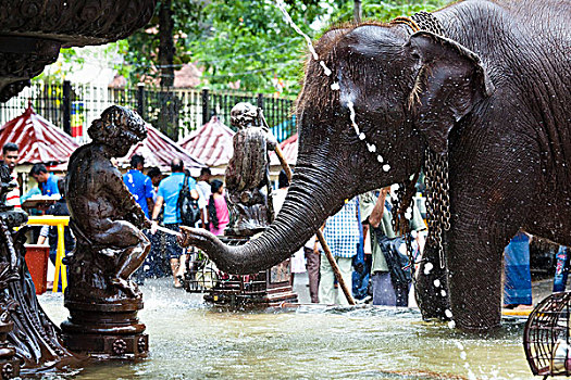 大象,公用,饮水器,节日,康提,斯里兰卡